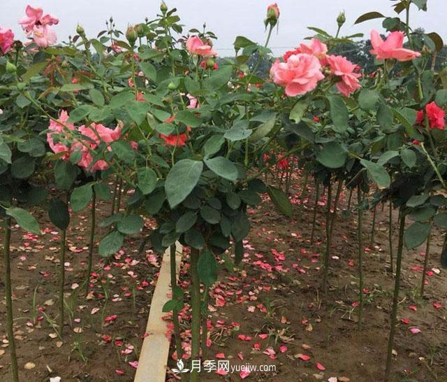 樹狀月季哪些品種好？樹狀月季批發(fā)采購價格是多少？(圖1)