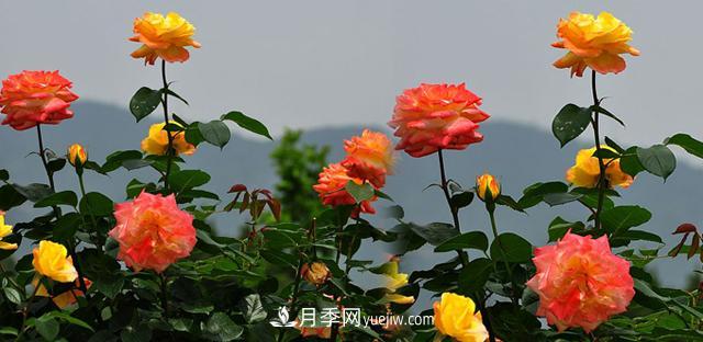 南陽月季香飄九洲，南陽市臥龍區(qū)月季產(chǎn)業(yè)發(fā)展綜述(圖3)