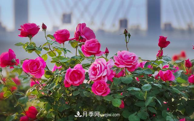 南陽月季香飄九洲，南陽市臥龍區(qū)月季產(chǎn)業(yè)發(fā)展綜述(圖2)