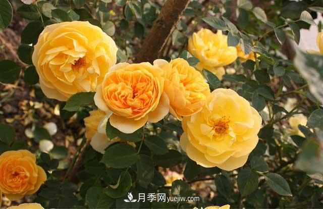 藤本月季為什么不開花？(圖2)