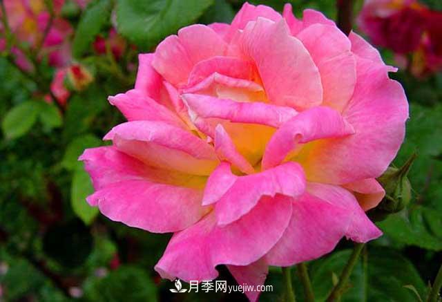 月季花的栽培技術(shù)和病蟲(chóng)害防治(圖3)