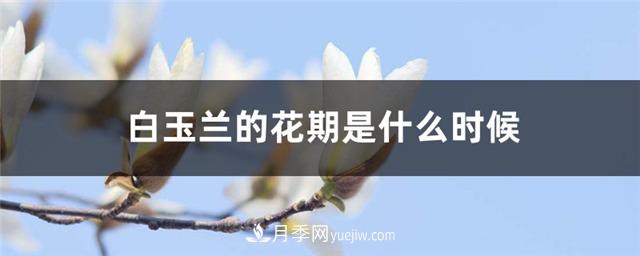 南陽玉蘭基地，白玉蘭的花期是什么時(shí)候(圖1)