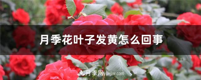 月季花葉子發(fā)黃怎么回事？4個原因(圖1)