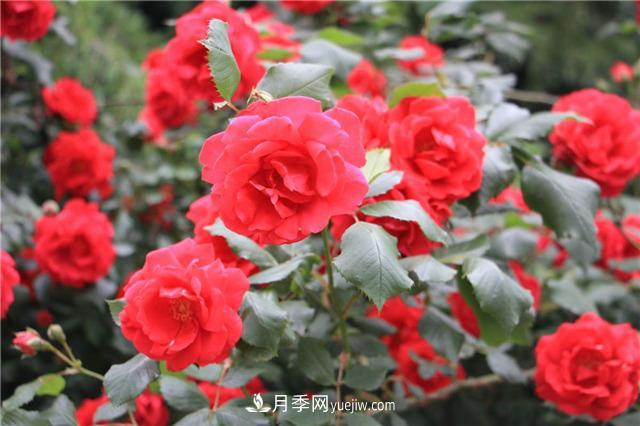 月季花葉子發(fā)黃怎么回事？4個原因(圖2)