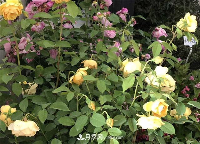 月季花葉子發(fā)黃怎么回事？4個原因(圖3)