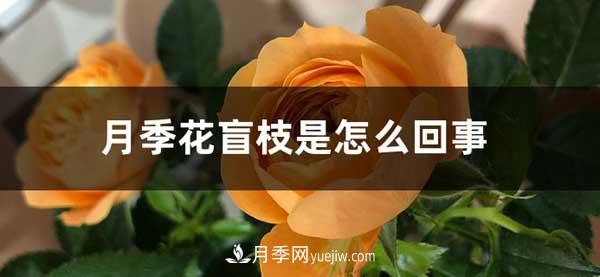 月季花盲枝是怎么回事？怎么處理？(圖1)