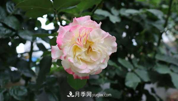 月季花盲枝是怎么回事？怎么處理？(圖2)