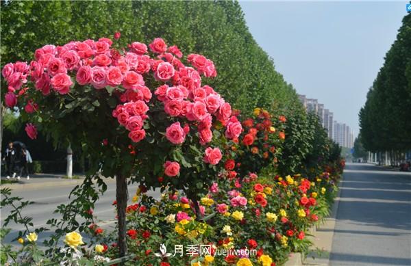 月季樹高貴典雅，做行道樹效果奇佳(圖1)