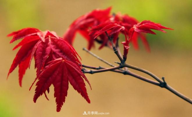 日本紅楓、美國(guó)紅楓、中國(guó)紅楓這樣區(qū)分，認(rèn)識(shí)這種彩葉苗木(圖1)