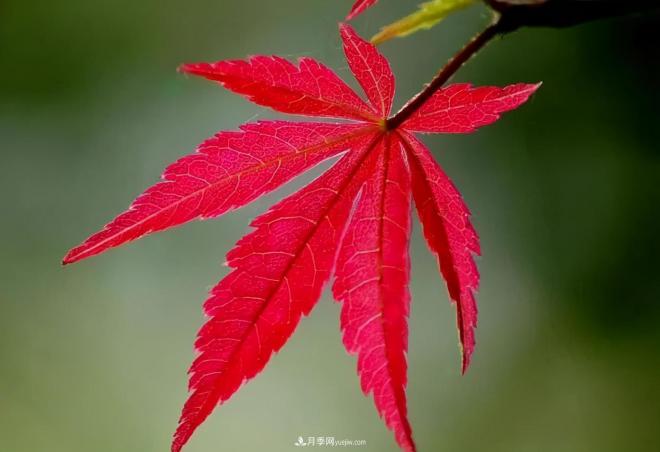 日本紅楓、美國(guó)紅楓、中國(guó)紅楓這樣區(qū)分，認(rèn)識(shí)這種彩葉苗木(圖5)