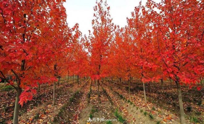 日本紅楓、美國(guó)紅楓、中國(guó)紅楓這樣區(qū)分，認(rèn)識(shí)這種彩葉苗木(圖9)