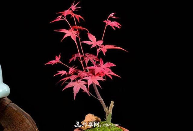日本紅楓、美國(guó)紅楓、中國(guó)紅楓這樣區(qū)分，認(rèn)識(shí)這種彩葉苗木(圖7)