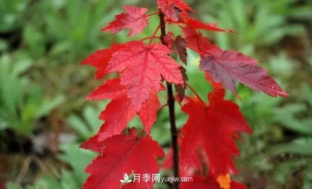 日本紅楓、美國(guó)紅楓、中國(guó)紅楓這樣區(qū)分，認(rèn)識(shí)這種彩葉苗木(圖6)