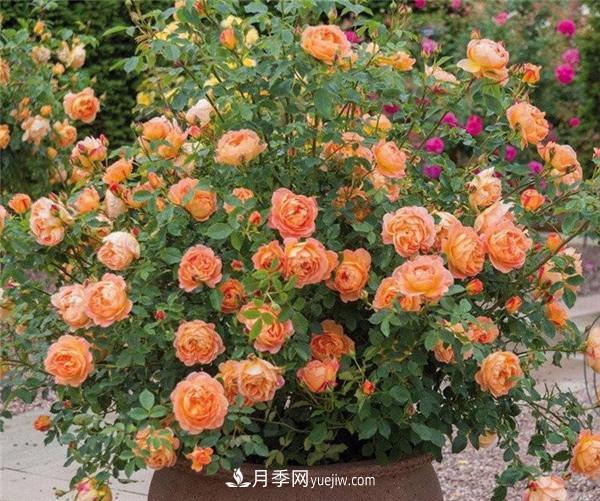 推薦6款月季，高貴典雅的花名讓人過目不忘(圖5)
