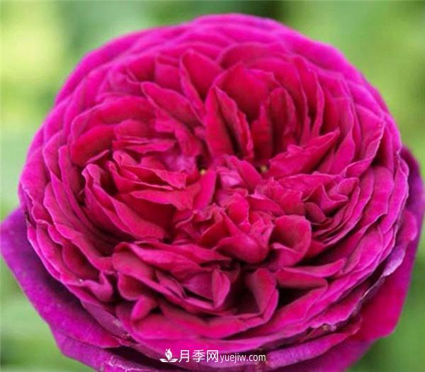 推薦6款月季，高貴典雅的花名讓人過目不忘(圖6)