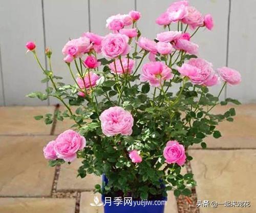 5種微型月季，好養(yǎng)又好看，是陽臺(tái)盆栽月季佳品(圖1)