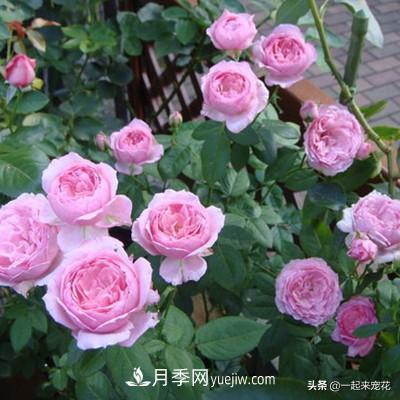 5種微型月季，好養(yǎng)又好看，是陽臺(tái)盆栽月季佳品(圖2)