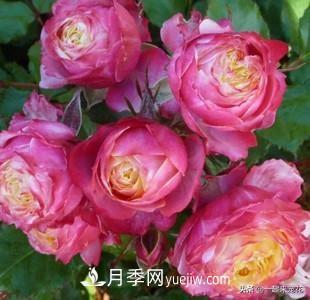 5種微型月季，好養(yǎng)又好看，是陽臺(tái)盆栽月季佳品(圖6)