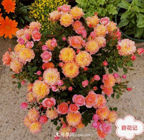 月季冬剪養(yǎng)護(hù)，豈能“統(tǒng)一行動(dòng)”？此篇揭開(kāi)冬剪時(shí)間之謎(圖2)