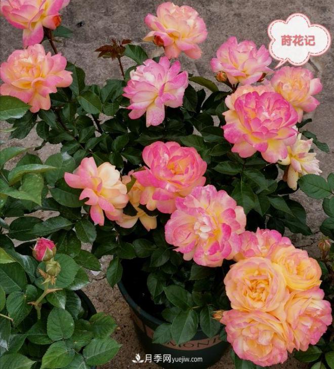 月季冬剪養(yǎng)護(hù)，豈能“統(tǒng)一行動(dòng)”？此篇揭開(kāi)冬剪時(shí)間之謎(圖3)