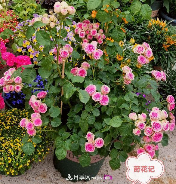 月季冬剪養(yǎng)護(hù)，豈能“統(tǒng)一行動(dòng)”？此篇揭開(kāi)冬剪時(shí)間之謎(圖4)