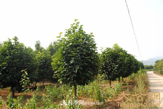 南陽南召：玉蘭苗木產(chǎn)業(yè) 飄香名揚(yáng)天下(圖3)