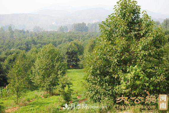 南陽南召：玉蘭苗木產(chǎn)業(yè) 飄香名揚(yáng)天下(圖2)