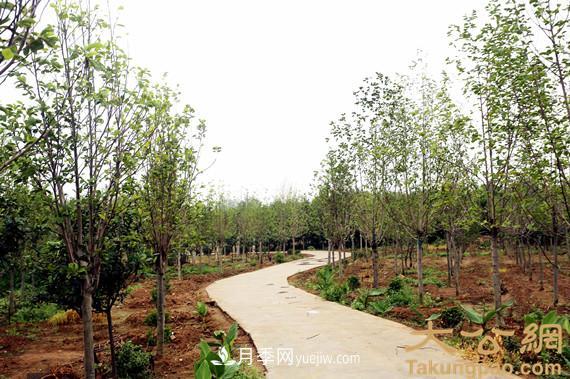 南陽南召：玉蘭苗木產(chǎn)業(yè) 飄香名揚(yáng)天下(圖6)