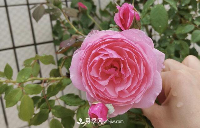 適合在北向陽臺養(yǎng)的5個月季品種，輕松開花(圖1)