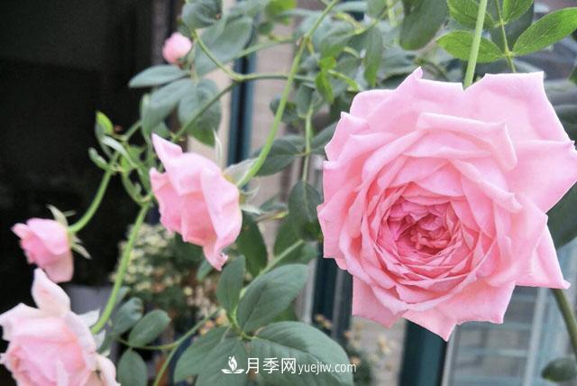 適合在北向陽臺養(yǎng)的5個月季品種，輕松開花(圖2)