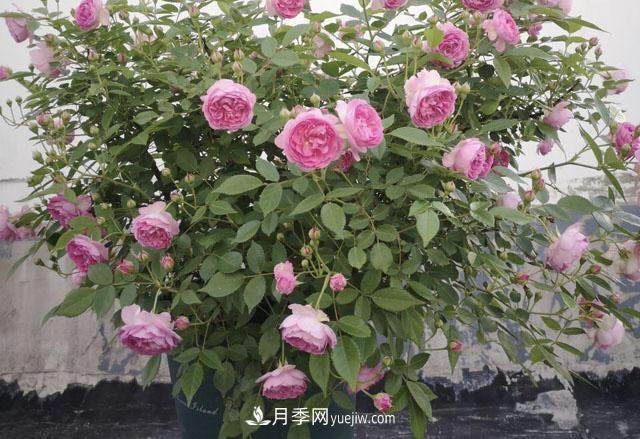 適合在北向陽臺養(yǎng)的5個月季品種，輕松開花(圖3)