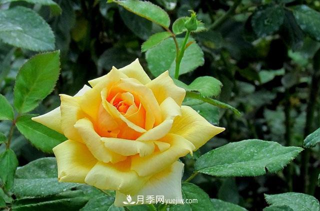 月季花5條養(yǎng)殖方法，花期長達(dá)180天，香味濃郁撲滿鼻(圖1)
