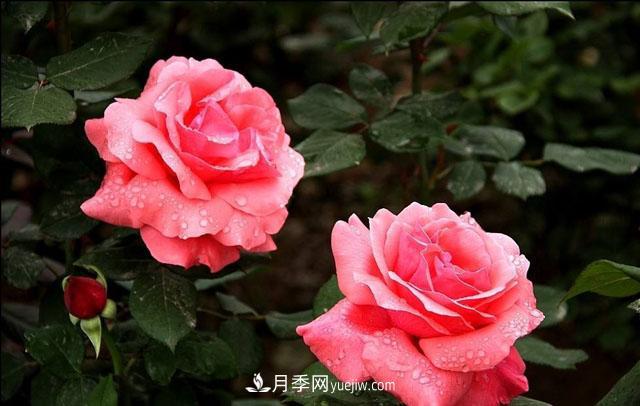 月季花5條養(yǎng)殖方法，花期長達(dá)180天，香味濃郁撲滿鼻(圖2)