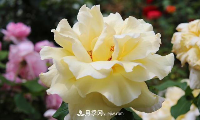 集齊這10種顏色的月季花品種，你就是花界大神，打開眼界(圖2)
