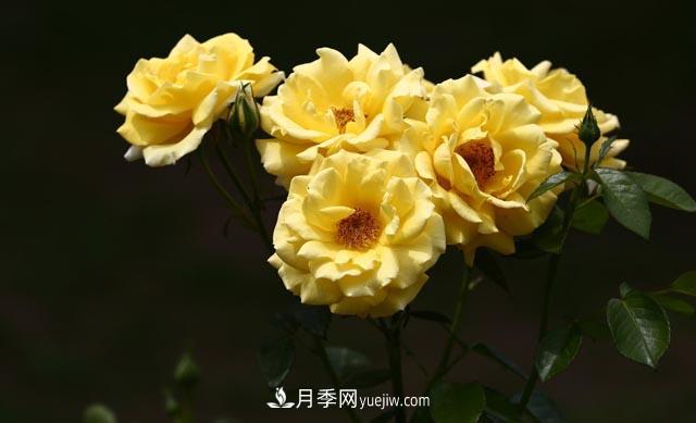集齊這10種顏色的月季花品種，你就是花界大神，打開眼界(圖3)