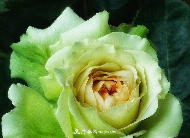 集齊這10種顏色的月季花品種，你就是花界大神，打開眼界(圖4)
