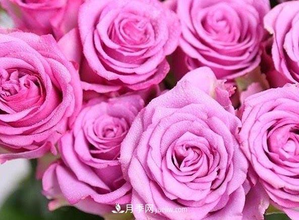 集齊這10種顏色的月季花品種，你就是花界大神，打開眼界(圖7)