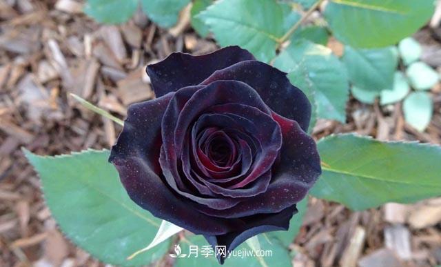 集齊這10種顏色的月季花品種，你就是花界大神，打開眼界(圖8)