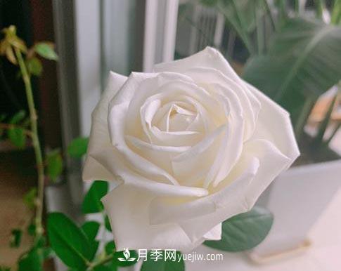 集齊這10種顏色的月季花品種，你就是花界大神，打開眼界(圖9)