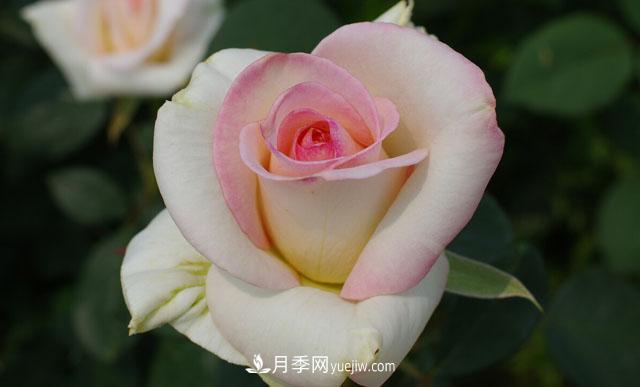 集齊這10種顏色的月季花品種，你就是花界大神，打開眼界(圖10)