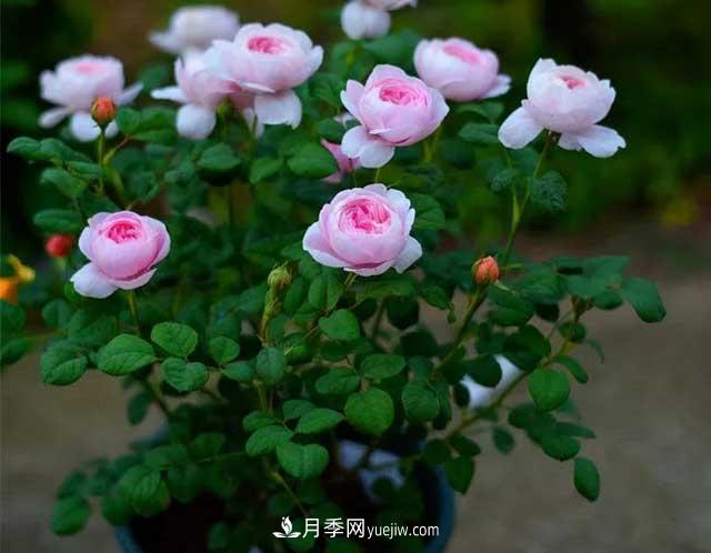 月季花容易招蟲(chóng)，盆里丟兩種東西殺菌滅蟲(chóng)效果好(圖2)