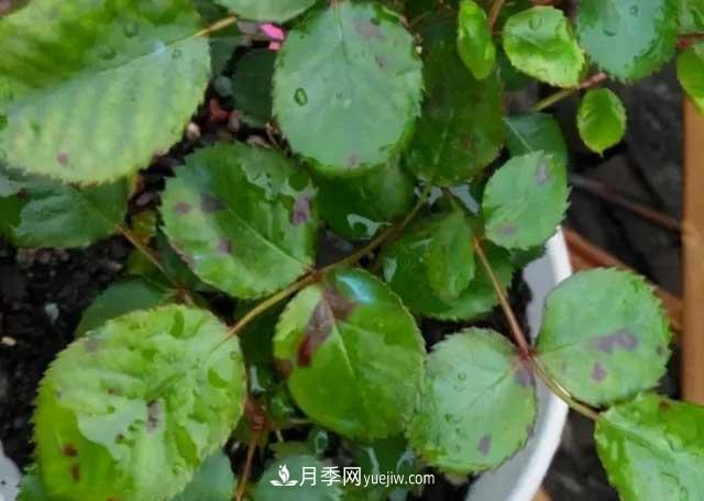月季花容易招蟲(chóng)，盆里丟兩種東西殺菌滅蟲(chóng)效果好(圖3)