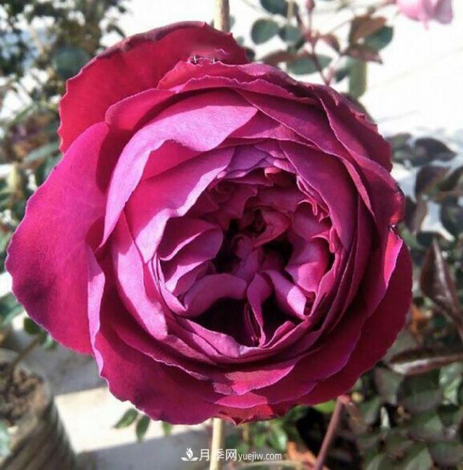 10款月季花，花比拳頭大，隨便一棵就能長一院子(圖2)