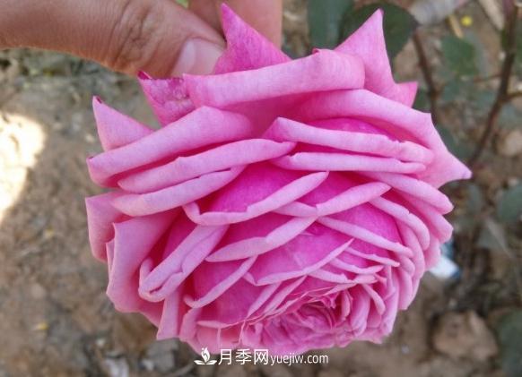 10款月季花，花比拳頭大，隨便一棵就能長一院子(圖1)