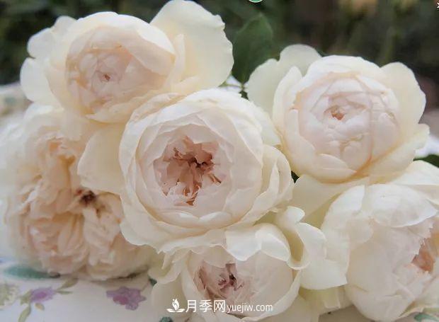 10款月季花，花比拳頭大，隨便一棵就能長一院子(圖4)