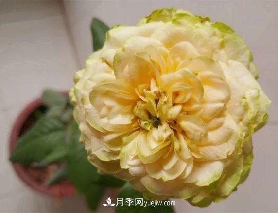 10款月季花，花比拳頭大，隨便一棵就能長一院子(圖8)