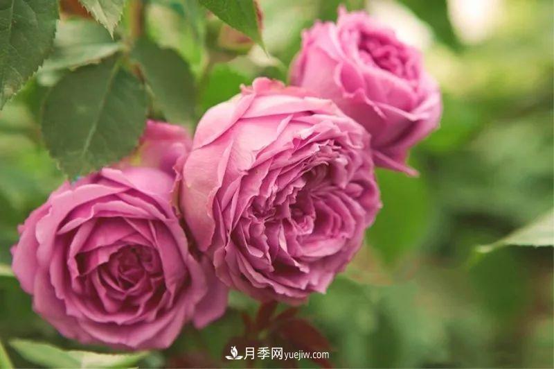 10款月季花，花比拳頭大，隨便一棵就能長一院子(圖7)
