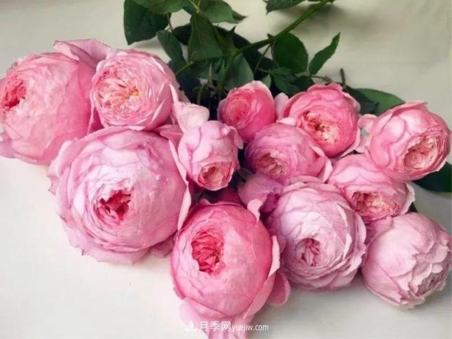 10款月季花，花比拳頭大，隨便一棵就能長一院子(圖10)