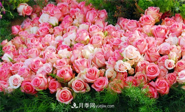 推薦給小白花友這6種月季花，扔到土里就能活(圖1)
