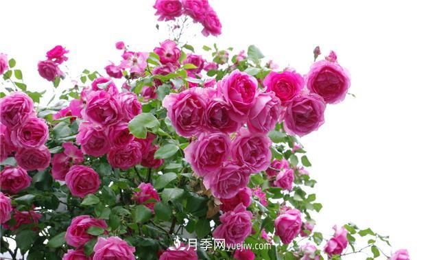 推薦給小白花友這6種月季花，扔到土里就能活(圖2)
